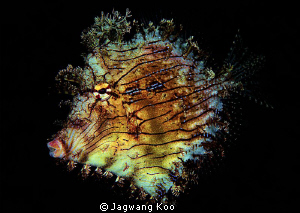 Leafy Filefish by Jagwang Koo 
